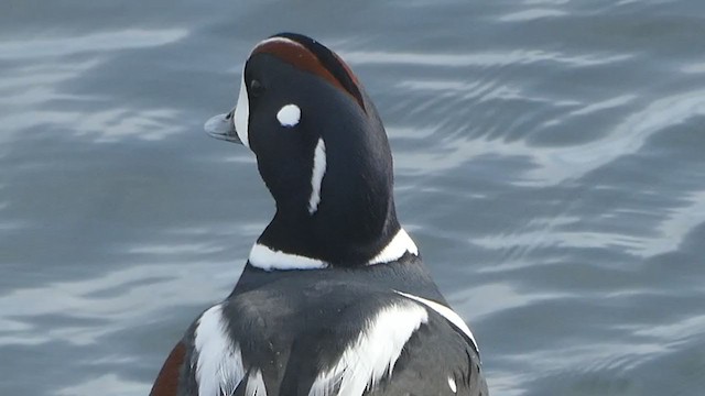 Harlequin Duck - ML199258061