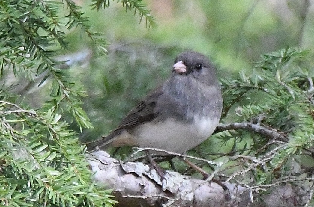 Junco ardoisé (hyemalis/carolinensis) - ML199258681