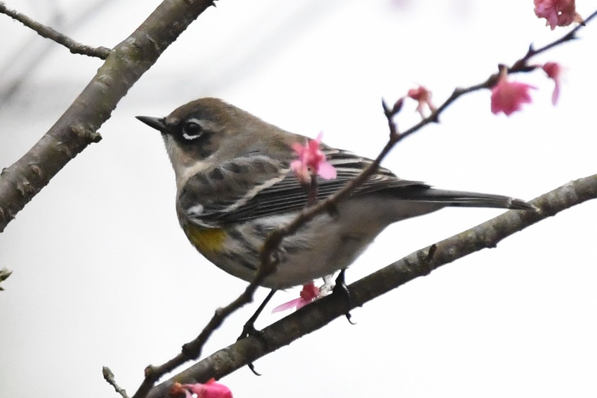 Yellow-rumped Warbler - ML199258781