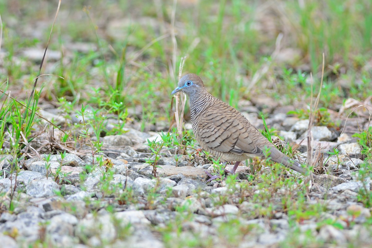 Zebra Dove - ML199259591