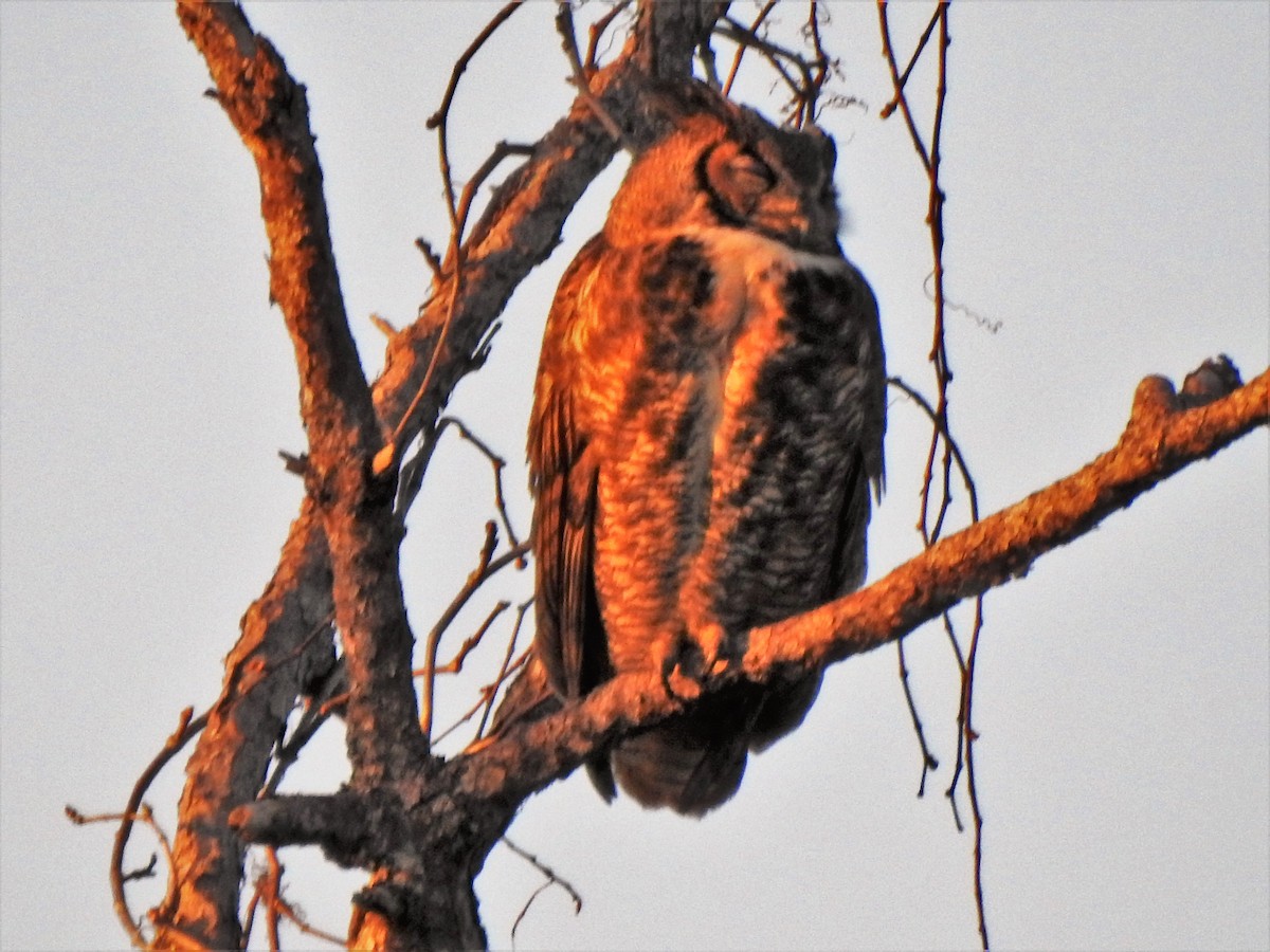 Great Horned Owl - ML199259891