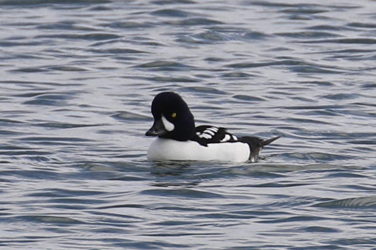 Barrow's Goldeneye - ML199260761