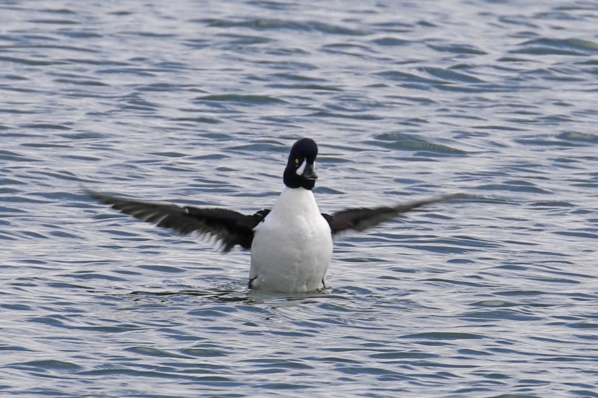 Barrow's Goldeneye - ML199260771