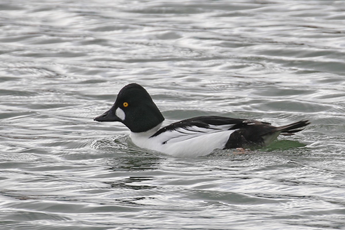 Common Goldeneye - ML199260831