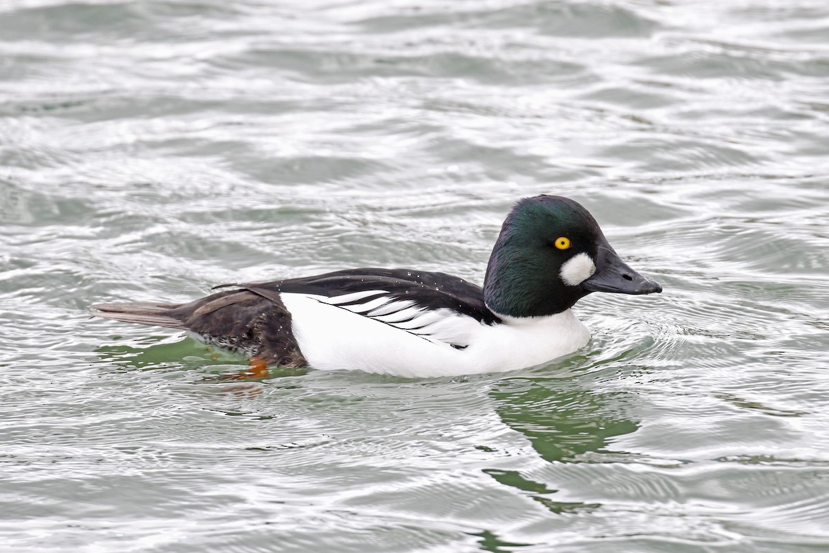 Common Goldeneye - ML199260841