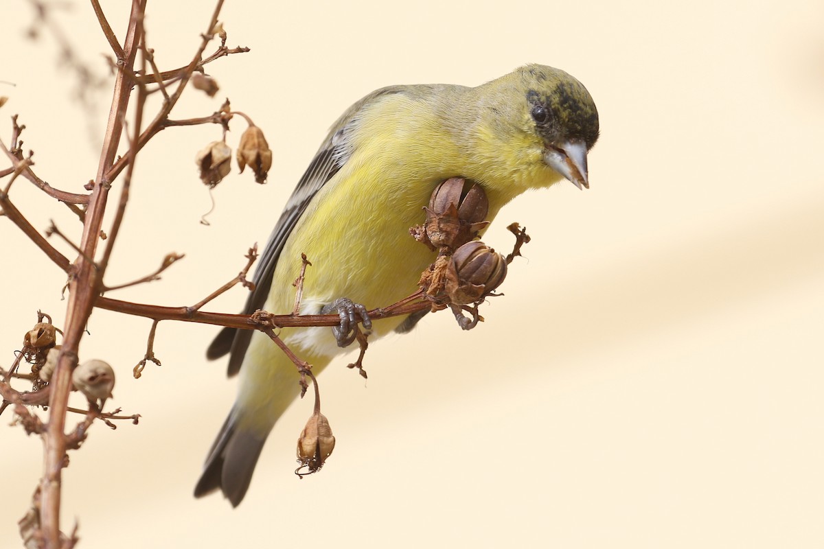 Lesser Goldfinch - ML199261001