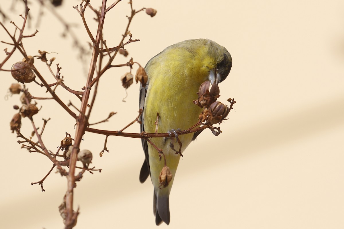 Lesser Goldfinch - ML199261011