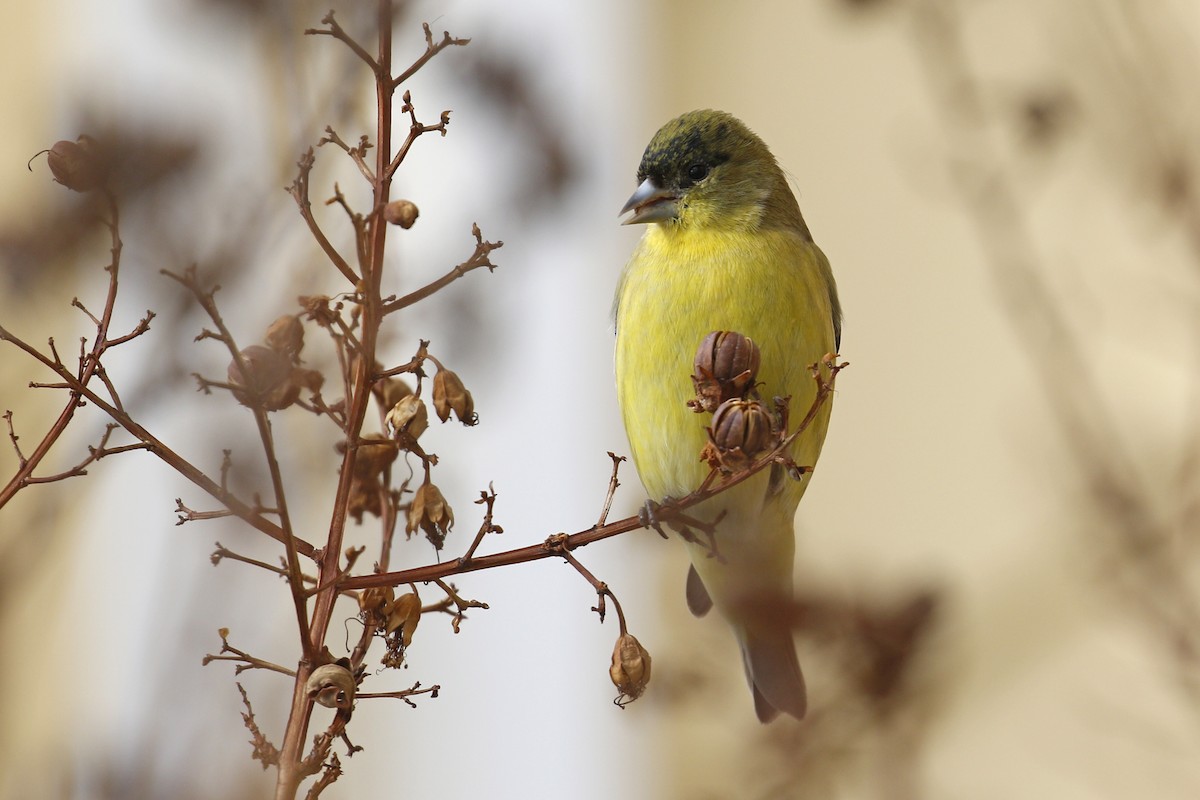 Lesser Goldfinch - ML199261121