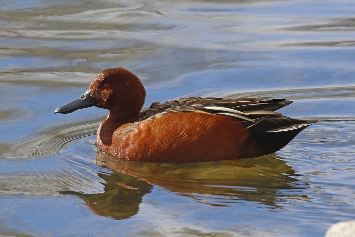 Cinnamon Teal - Donna Pomeroy