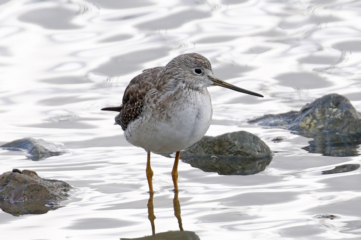 Greater Yellowlegs - ML199261711