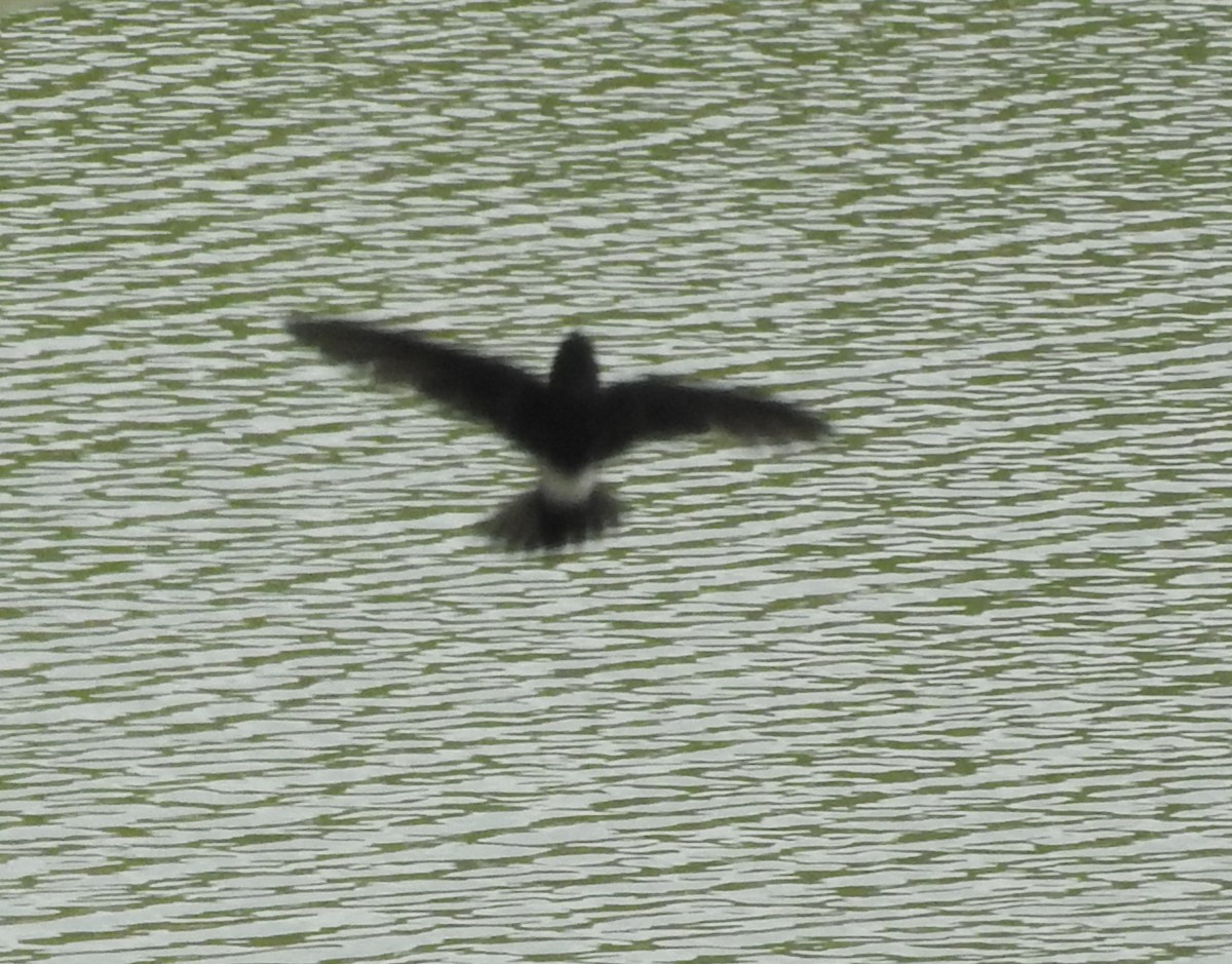 House Swift - ML199262001