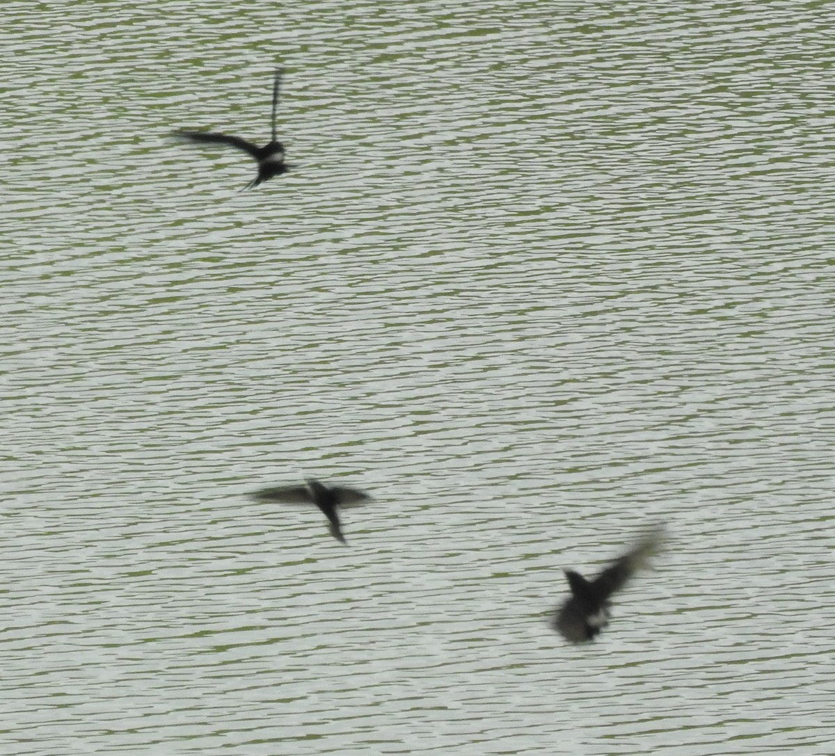 House Swift - ML199262051