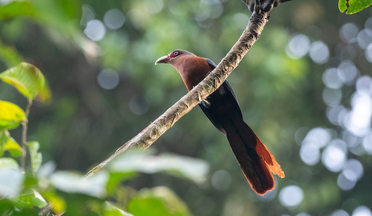 Chestnut-breasted Malkoha - Forest Botial-Jarvis