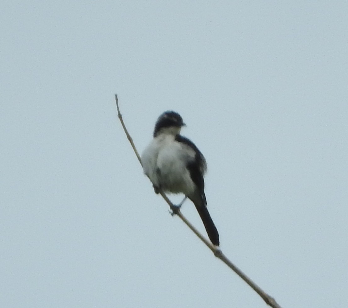 Timor Bushchat - ML199264081