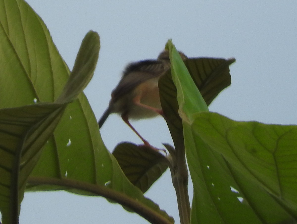 Golden-headed Cisticola - ML199264101
