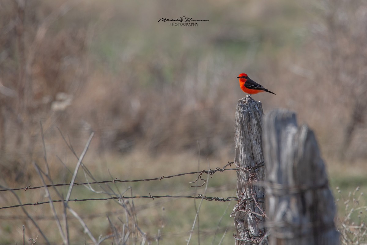 Vermilion Flycatcher - ML199264691