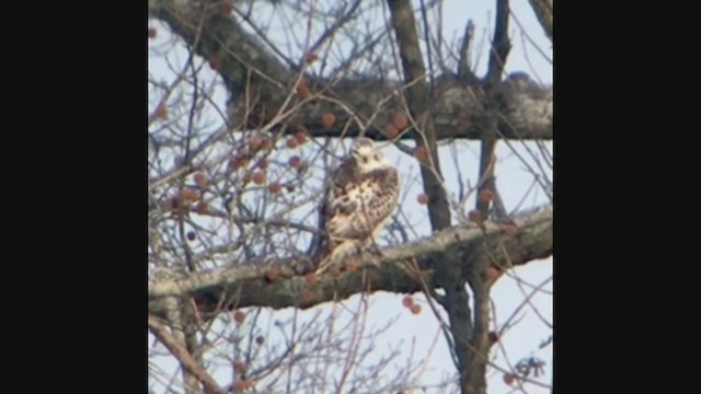 Red-tailed Hawk (Krider's) - ML199265331