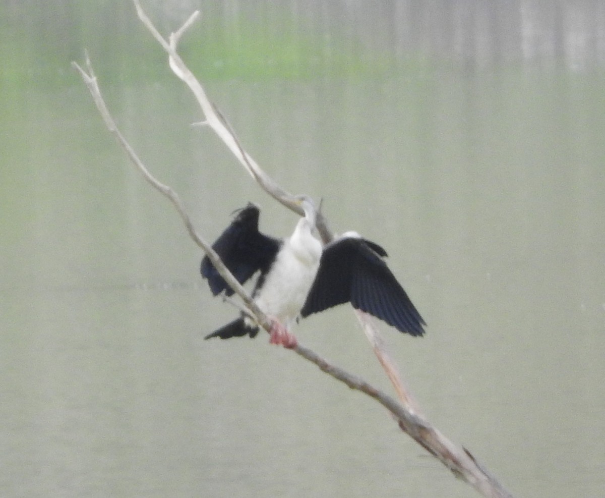 Australasian Darter - ML199267121