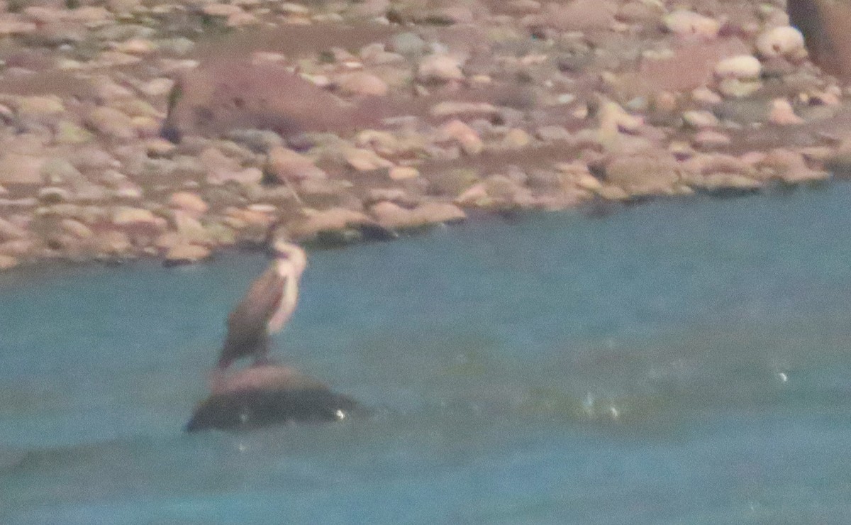 Neotropic Cormorant - Denilson  Ordoñez