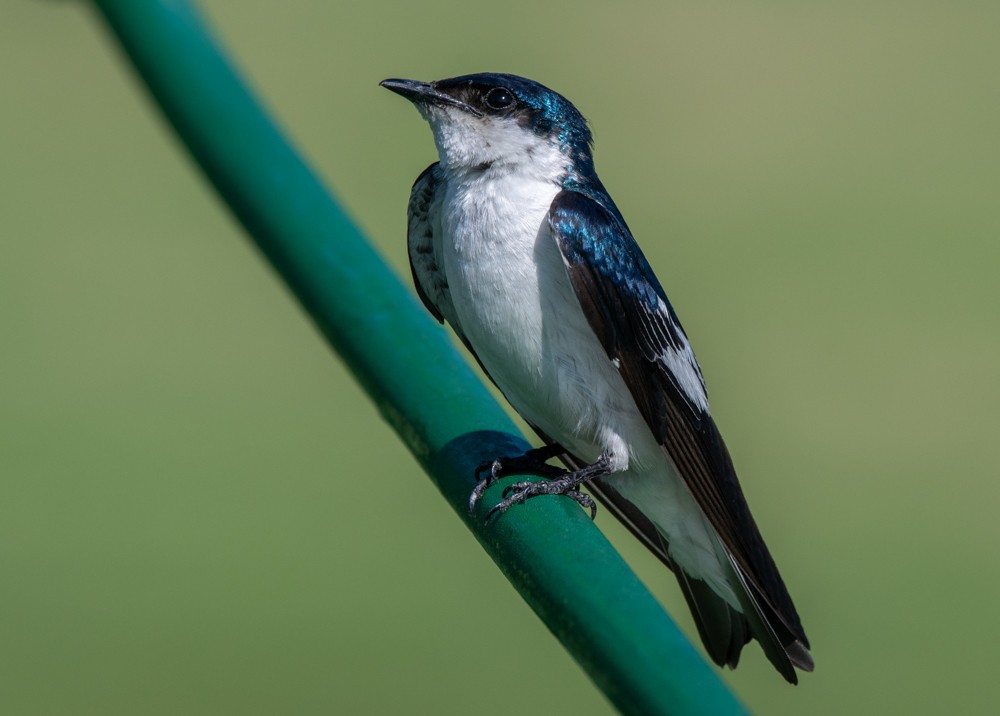 Golondrina Aliblanca - ML199277711