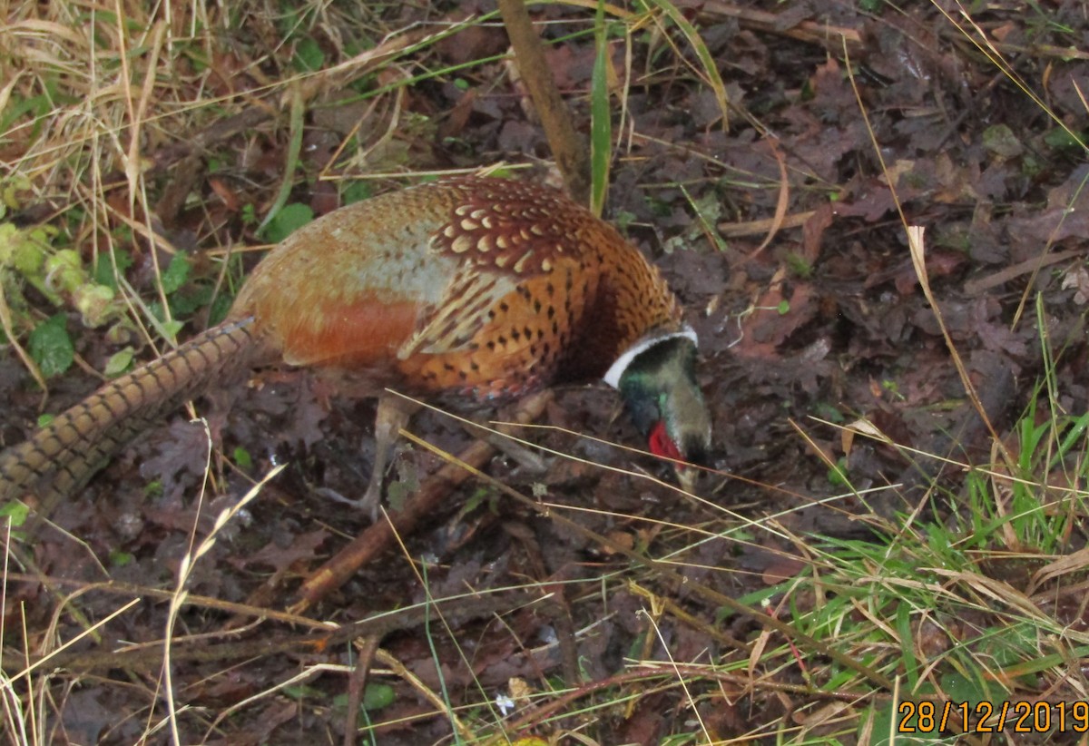 Ring-necked Pheasant - ML199278251