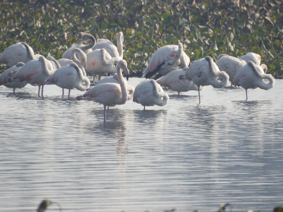 Greater Flamingo - ML199280611