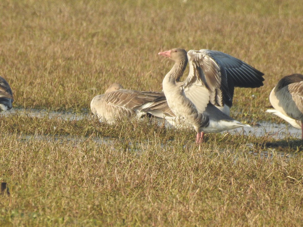 Graylag Goose - ML199280631