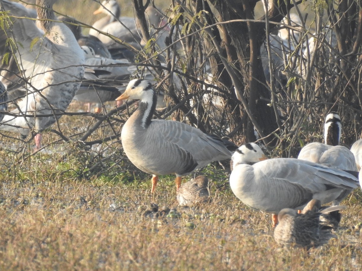 Bar-headed Goose - ML199280731