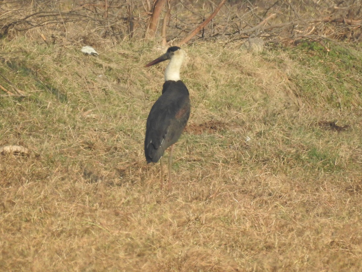 Asian Woolly-necked Stork - ML199280791