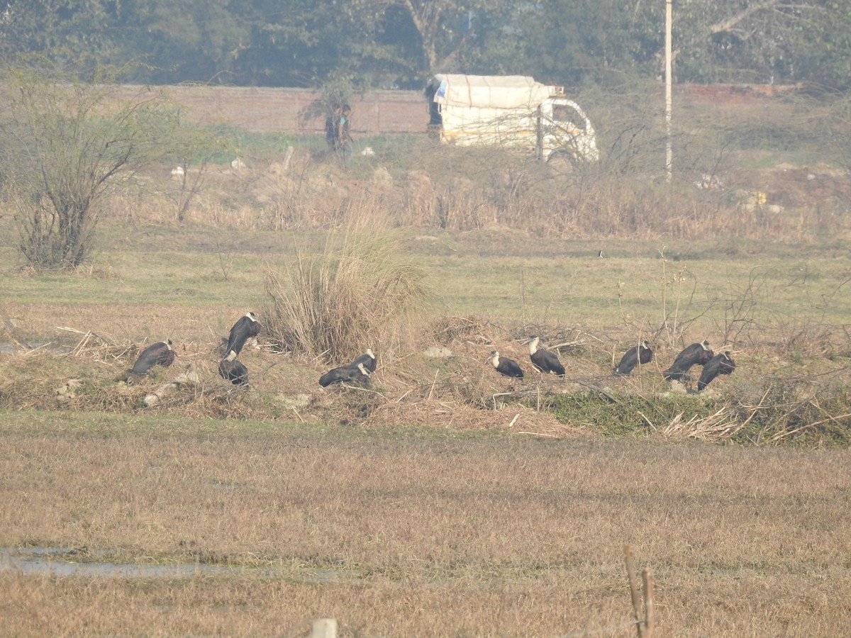 Asian Woolly-necked Stork - ML199280841