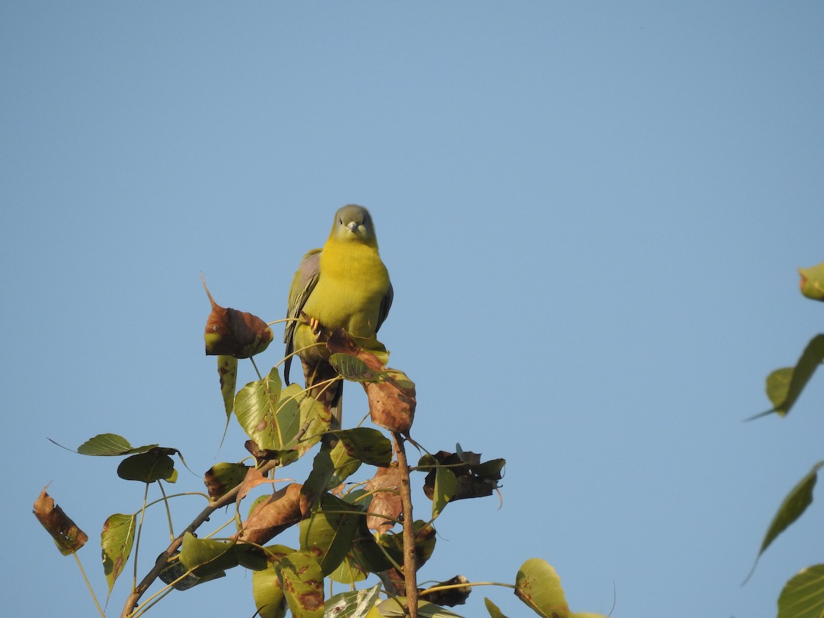 Yellow-footed Green-Pigeon - Pravir Deshmukh