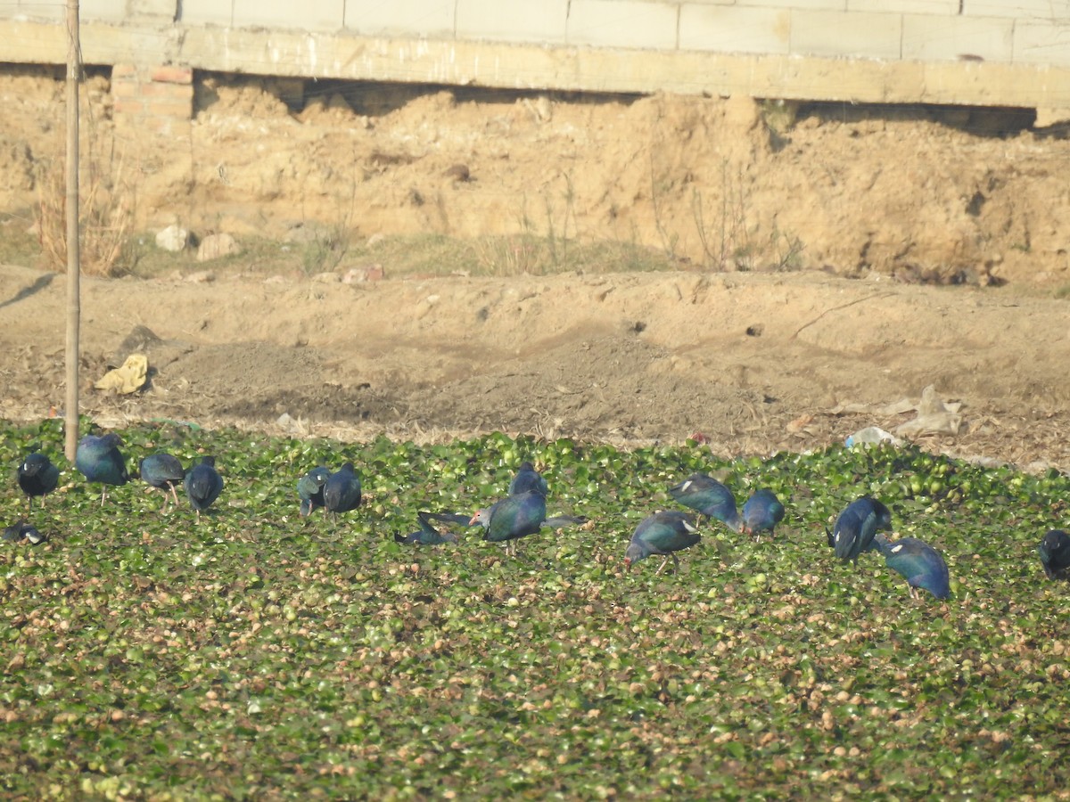 Gray-headed Swamphen - ML199281091