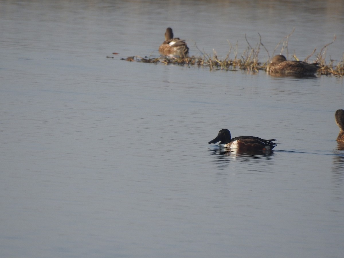 Northern Shoveler - ML199281361