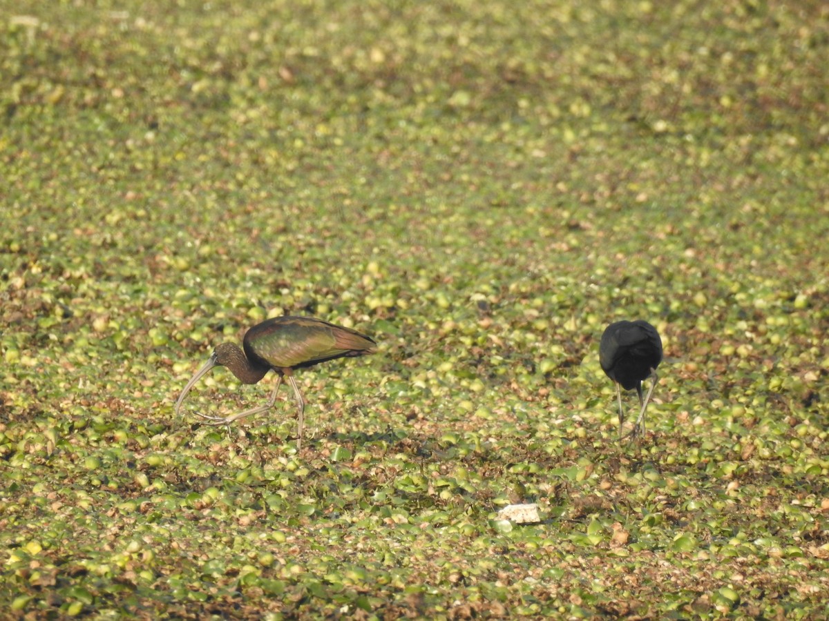 Glossy Ibis - ML199281441