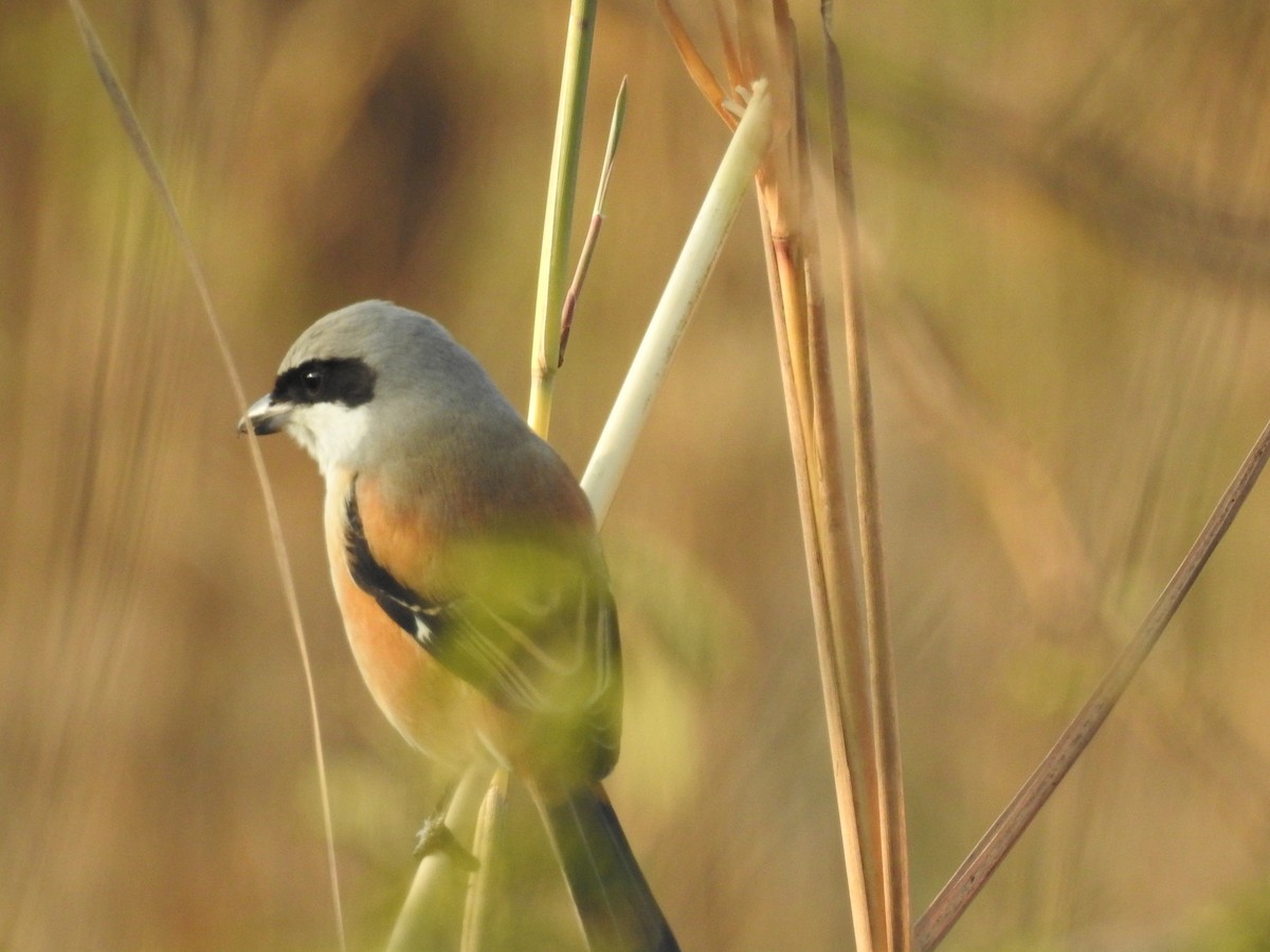 Long-tailed Shrike - ML199281711