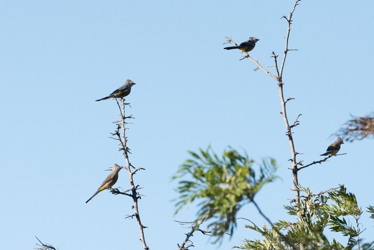 Gray Silky-flycatcher - ML199282281