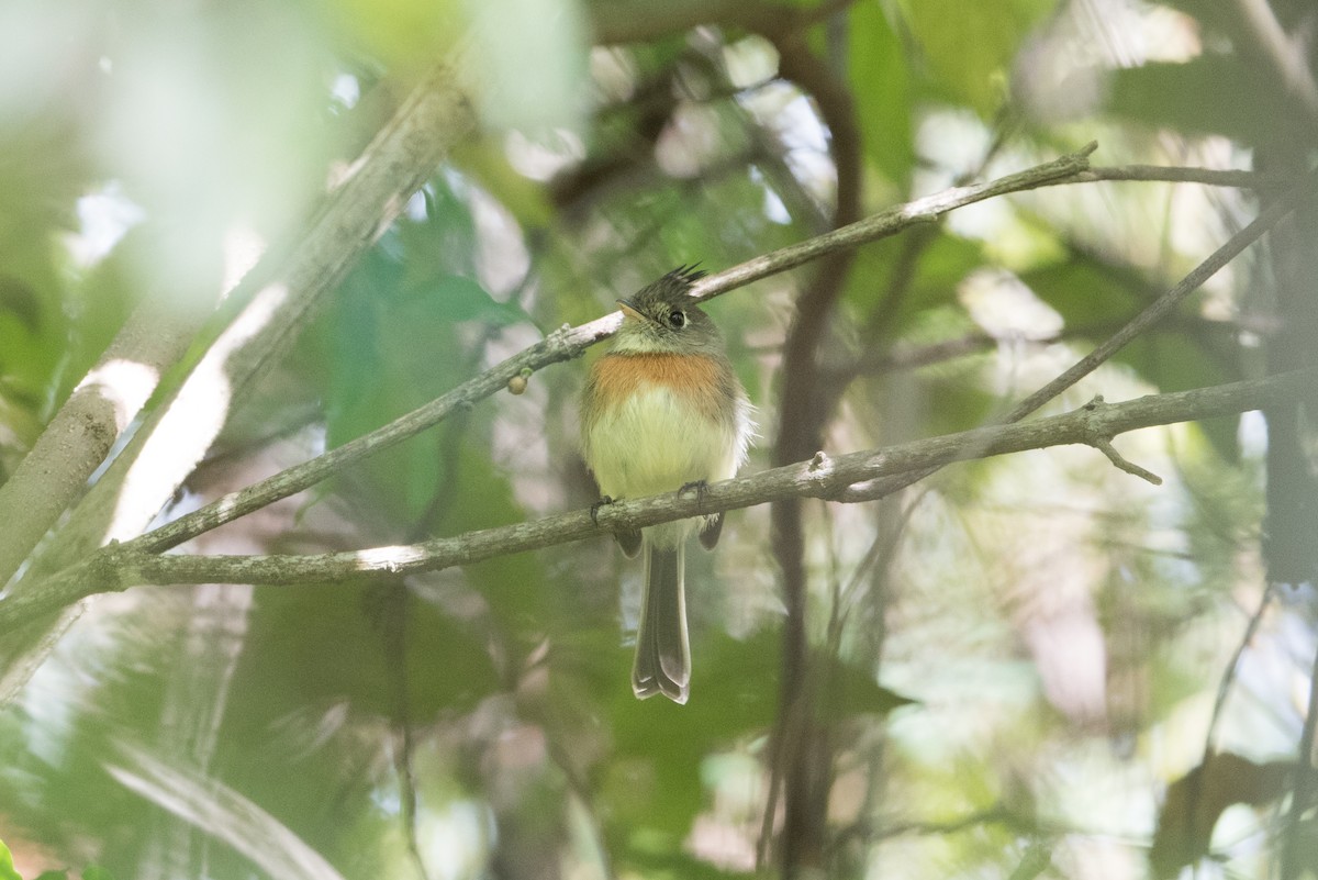 Belted Flycatcher - John C. Mittermeier