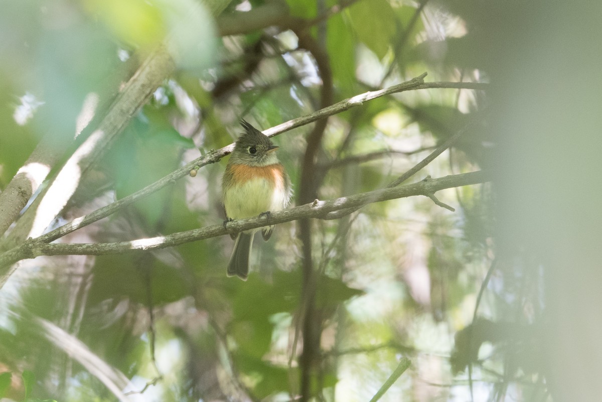 Belted Flycatcher - ML199282411