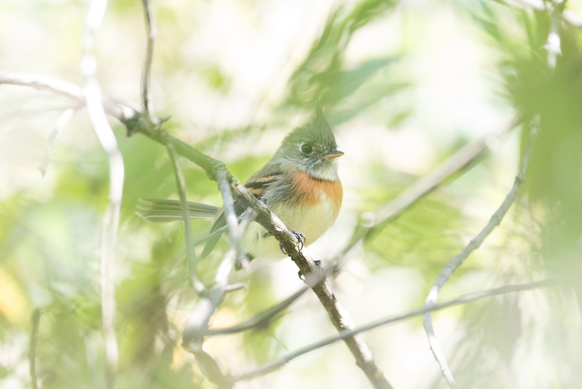 Belted Flycatcher - John C. Mittermeier