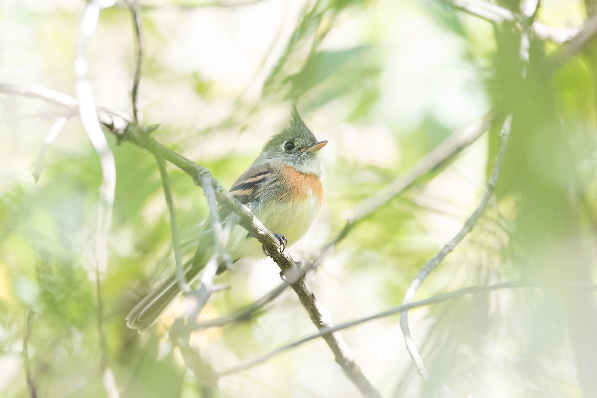 Belted Flycatcher - John C. Mittermeier