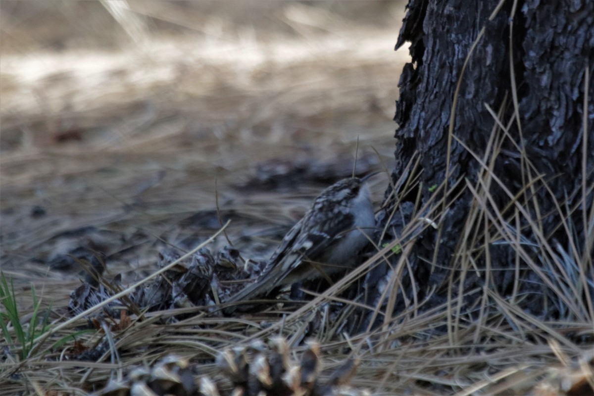 Brown Creeper - ML199284131