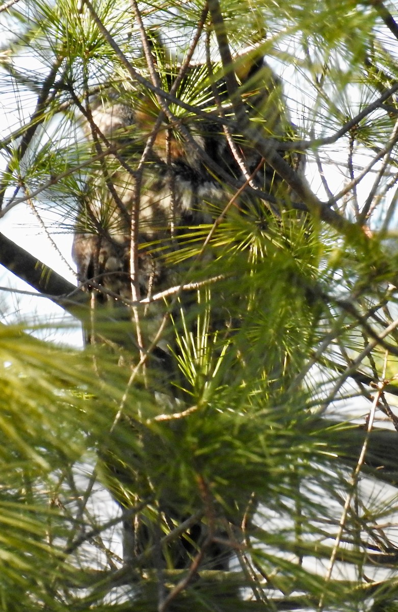 Long-eared Owl - ML199286321