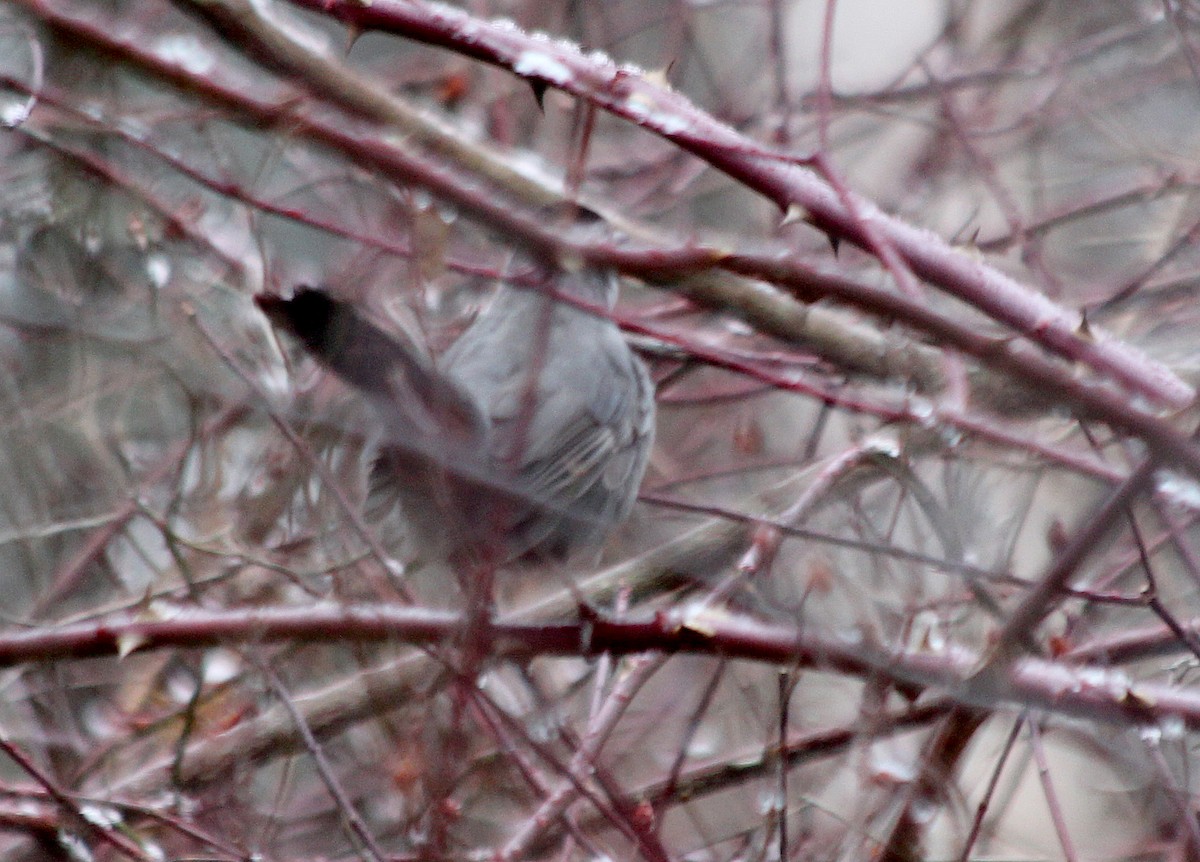 Gray Catbird - ML199287151