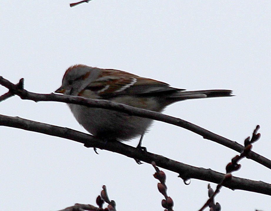 American Tree Sparrow - cammy kaynor