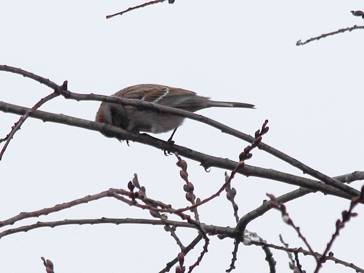 American Tree Sparrow - cammy kaynor