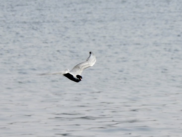 Weißbart-Seeschwalbe - ML199290881