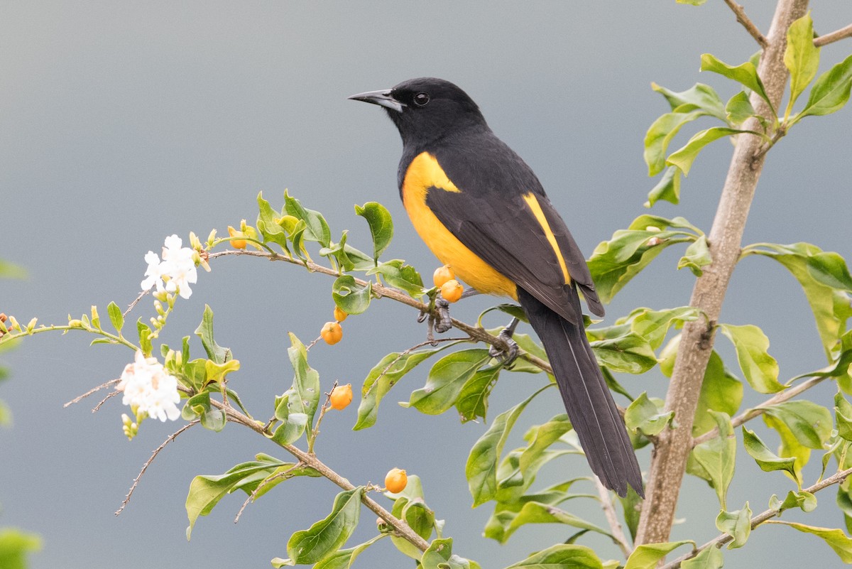 Black-vented Oriole - John C. Mittermeier