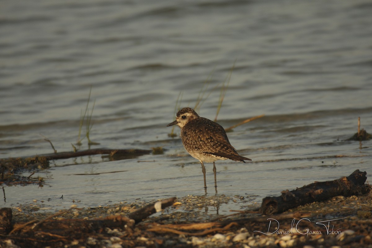 American Golden-Plover - ML199295381