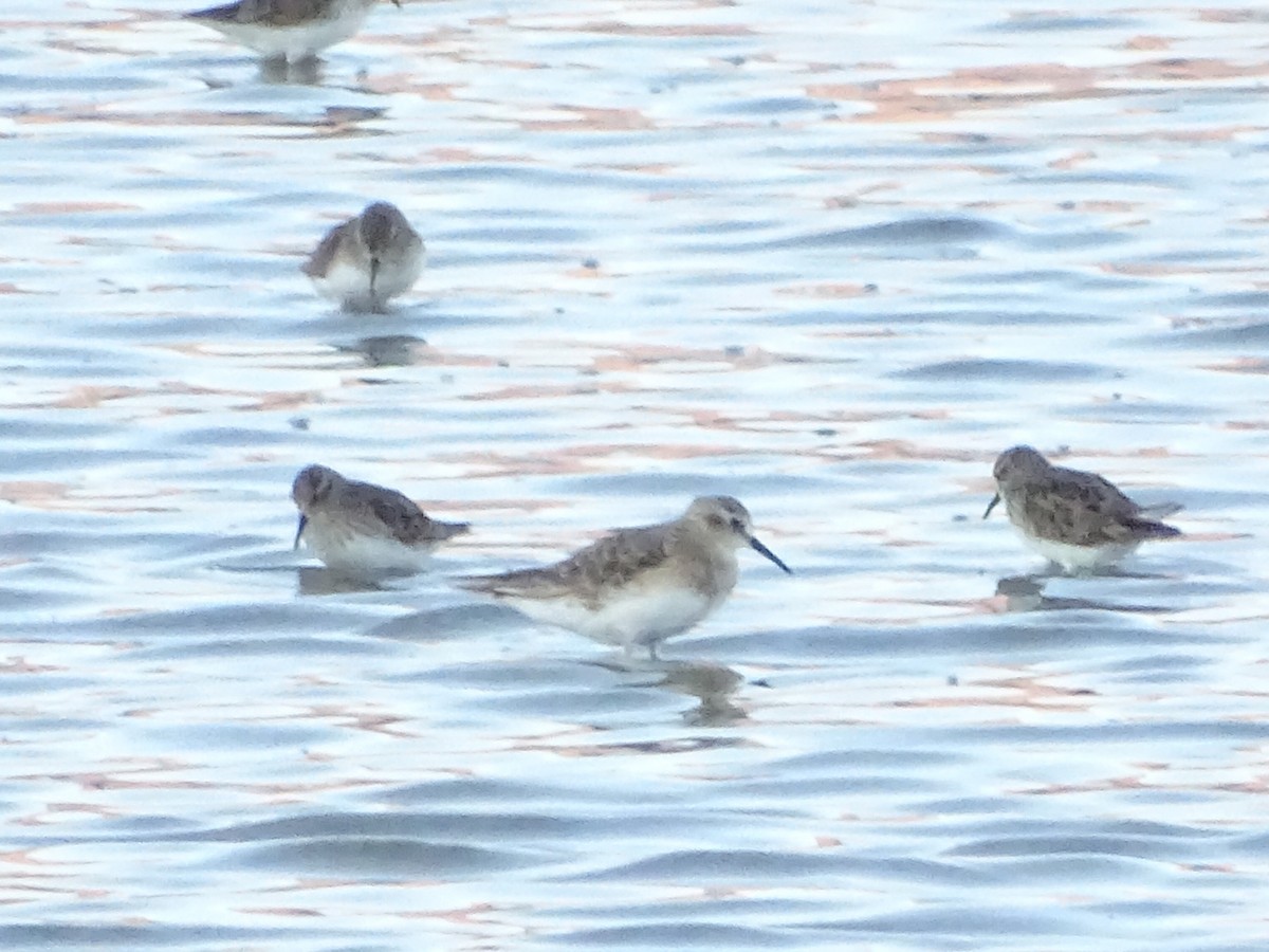 Baird's Sandpiper - ML199296081