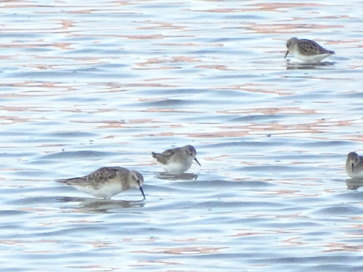 Baird's Sandpiper - ML199296101